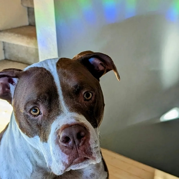 Suncatcher - Picture 2 of 2